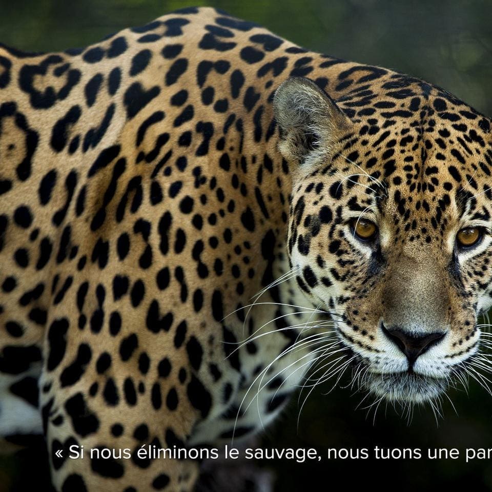 testez vos connaissances sur la faune africaine avec notre quiz interactif et ludique. découvrez des animaux fascinants et enrichissez votre culture générale sur la biodiversité du continent africain.