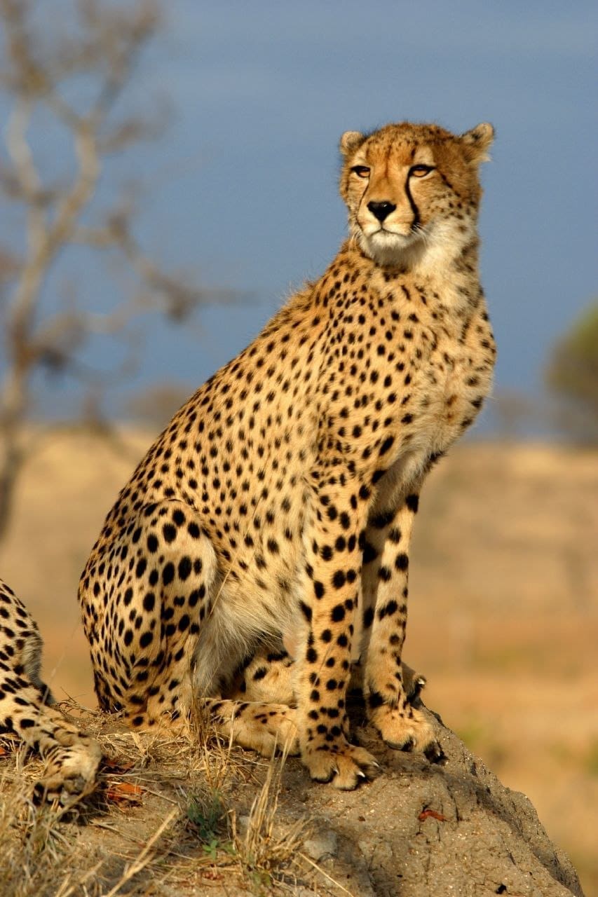 testez vos connaissances sur la faune africaine avec notre quiz interactif et découvrez la richesse de la biodiversité de ce continent fascinant.