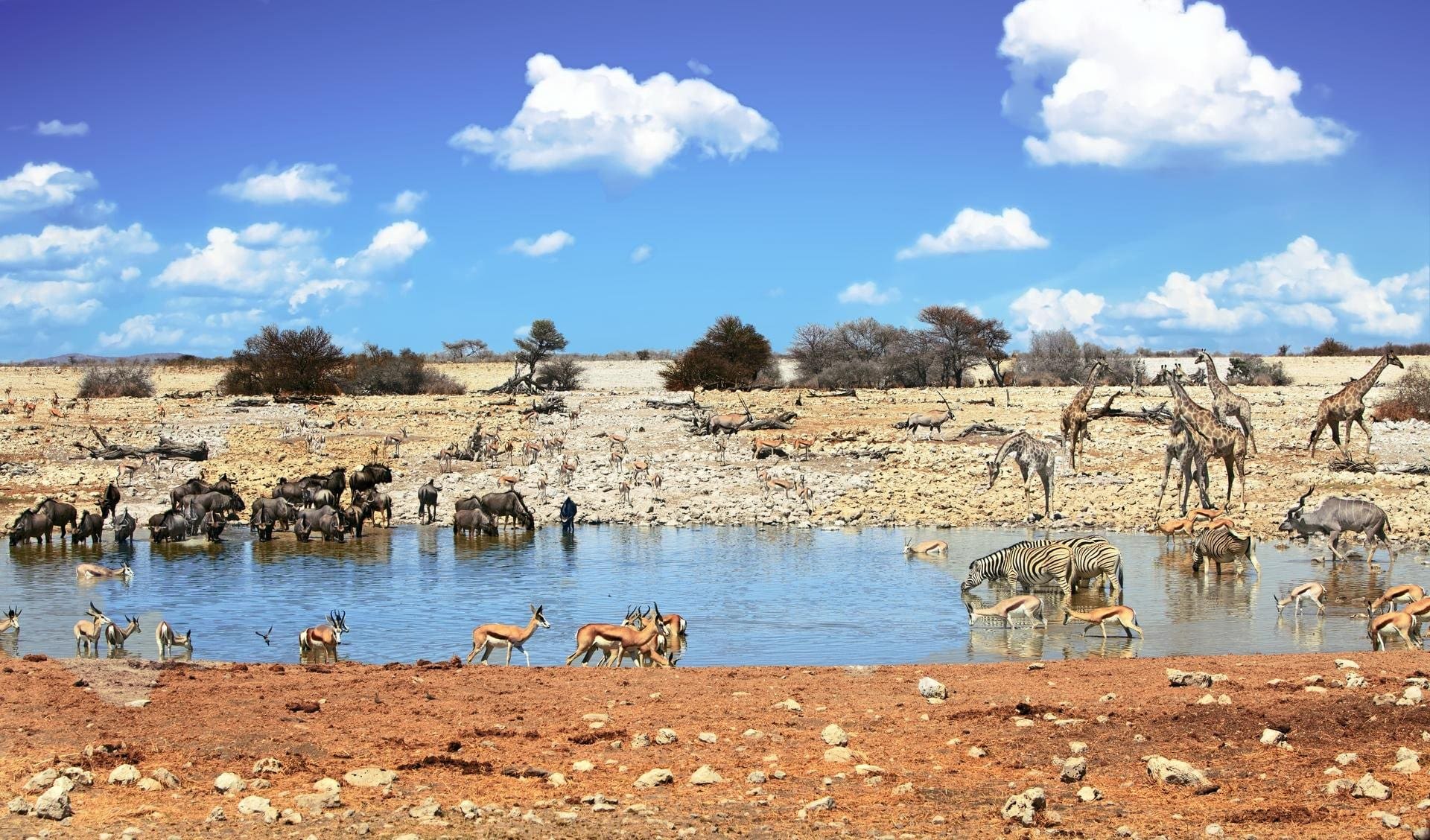 Découverte du Parc national d&rsquo;Etosha en Namibie : guide complet pour un safari mémorable, carte détaillée, faune exceptionnelle et astuces pratiques