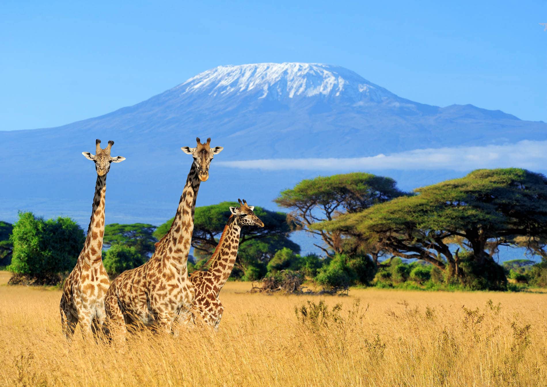 Safari en Afrique : votre check-list complète pour ne rien oublier