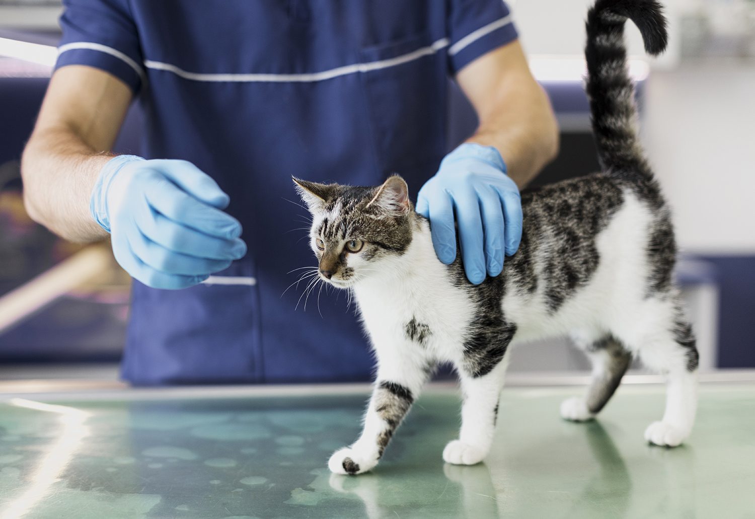 Remboursement soins animaux : guide complet pour faire le bon choix
